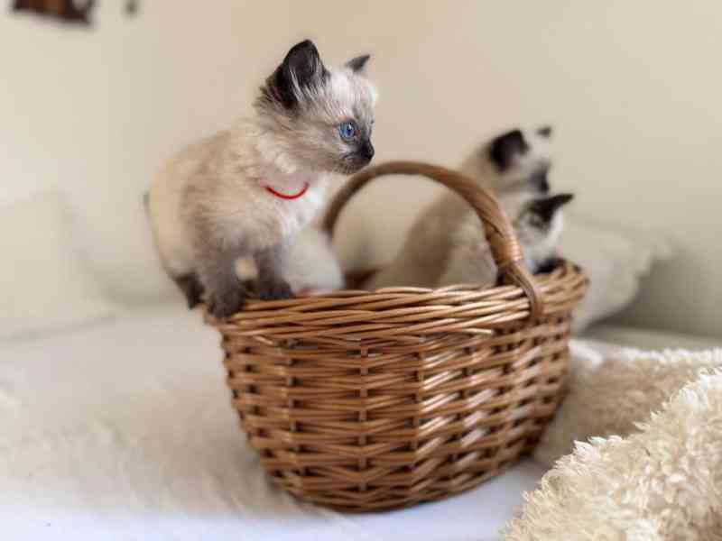 Koťátka Ragdoll - foto 3