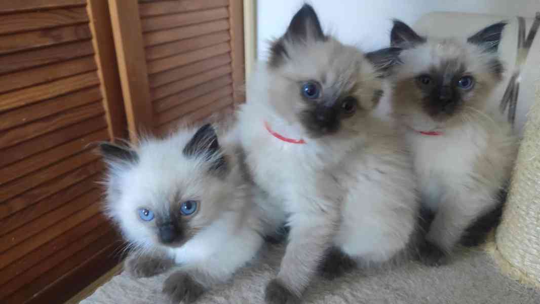 Koťátka Ragdoll - foto 6