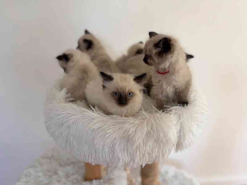 Koťátka Ragdoll - foto 2