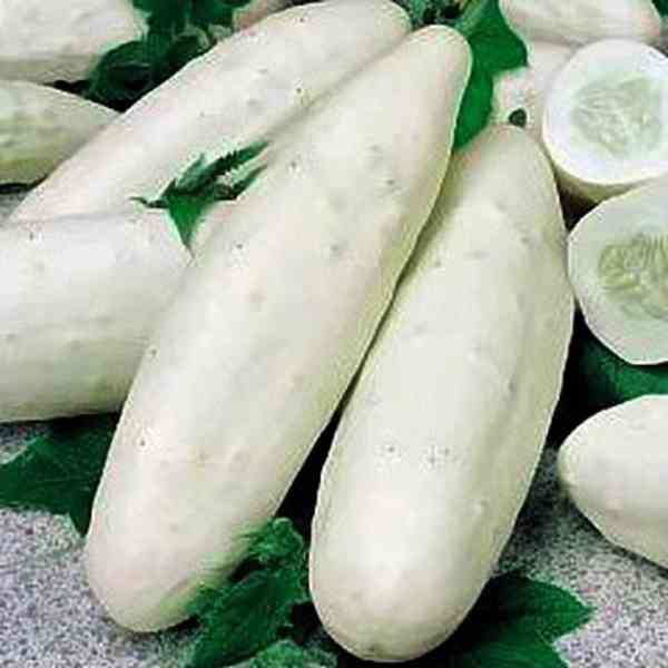 semena okurka salátová Mezzo lungo bianco