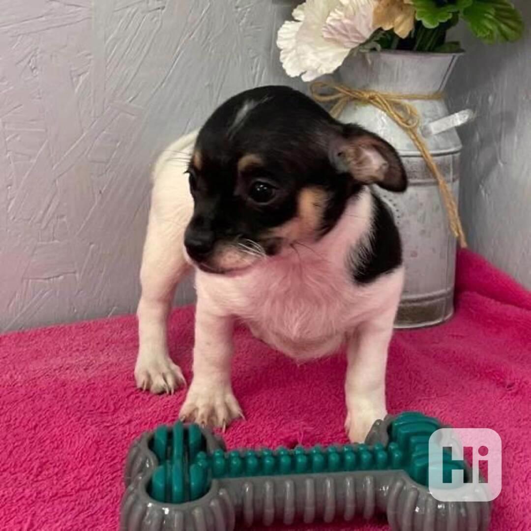 „Roztomilé mini štěňátko čivavy hledá svůj navždy domov.“ - foto 1