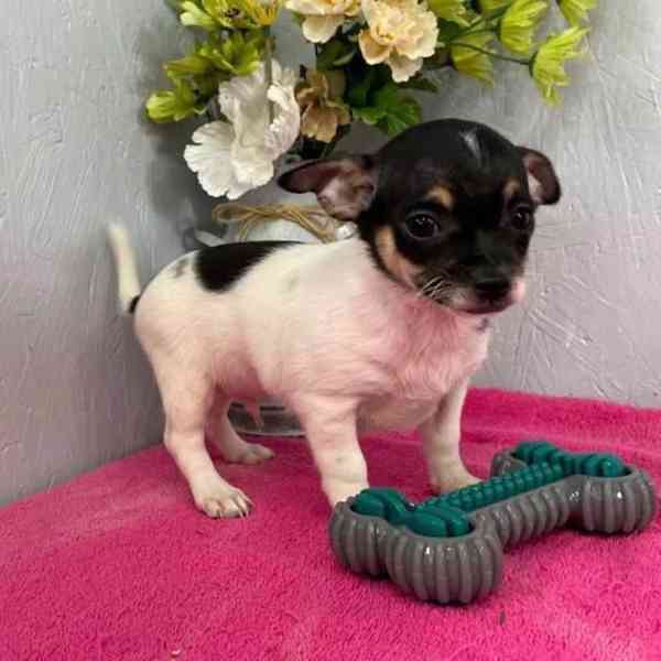 „Roztomilé mini štěňátko čivavy hledá svůj navždy domov.“ - foto 3