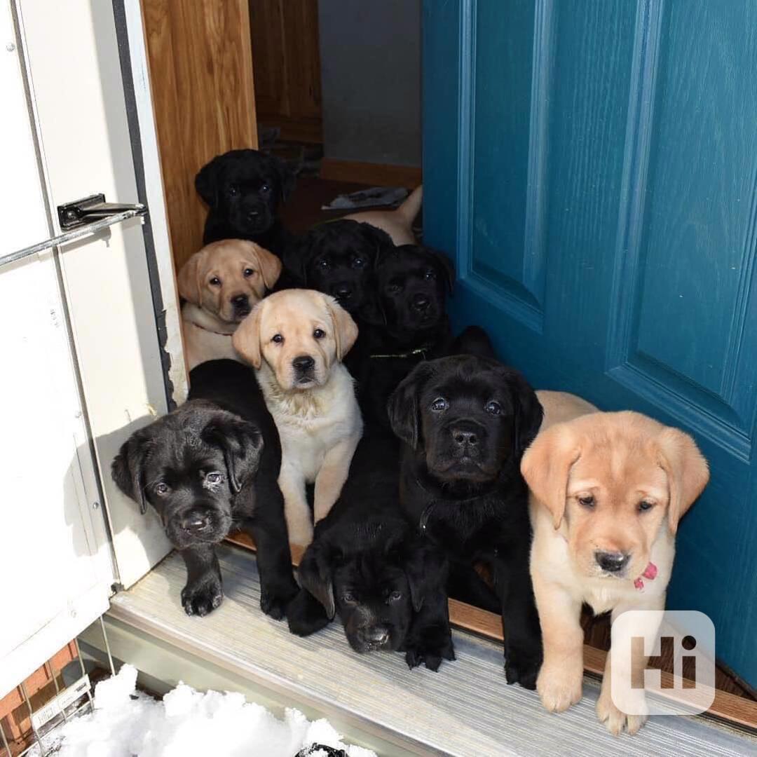 Nový vrh úžasných štěňat labradorského retrívra k dispozici - foto 1