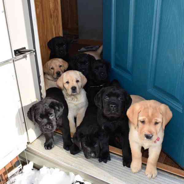 Nový vrh úžasných štěňat labradorského retrívra k dispozici - foto 1