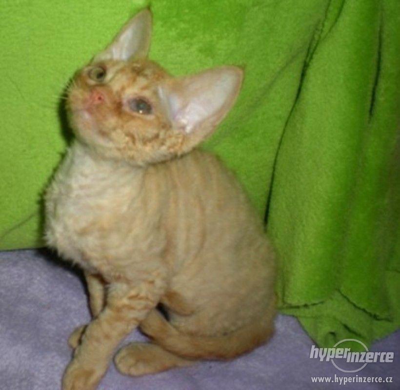 Kotě kocourek devon rex - foto 1