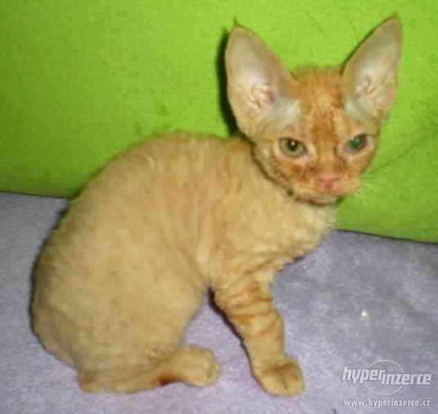 Kotě kocourek devon rex - foto 2