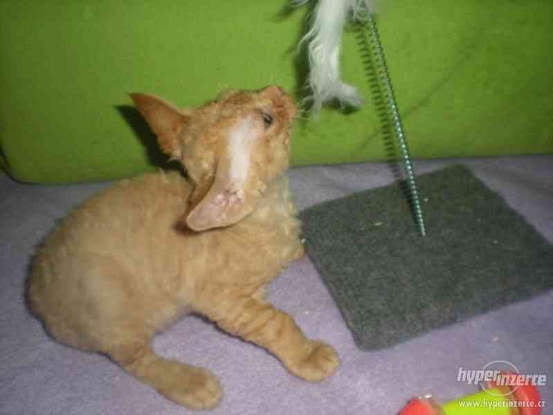 Kotě kocourek devon rex - foto 3