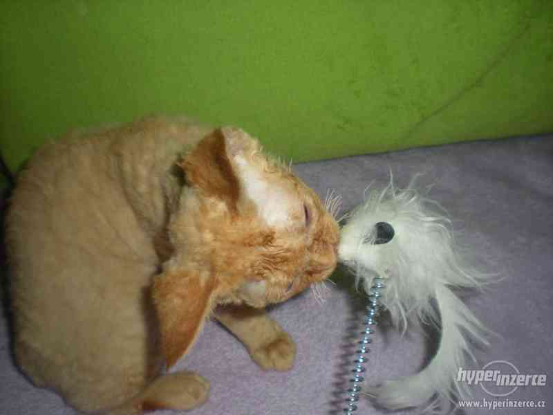 Kotě kocourek devon rex - foto 4