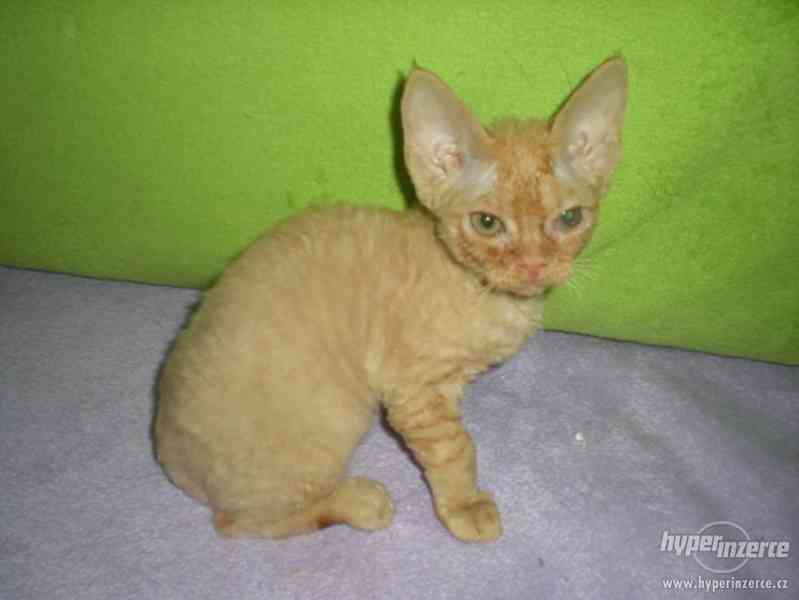 Kotě kocourek devon rex - foto 5