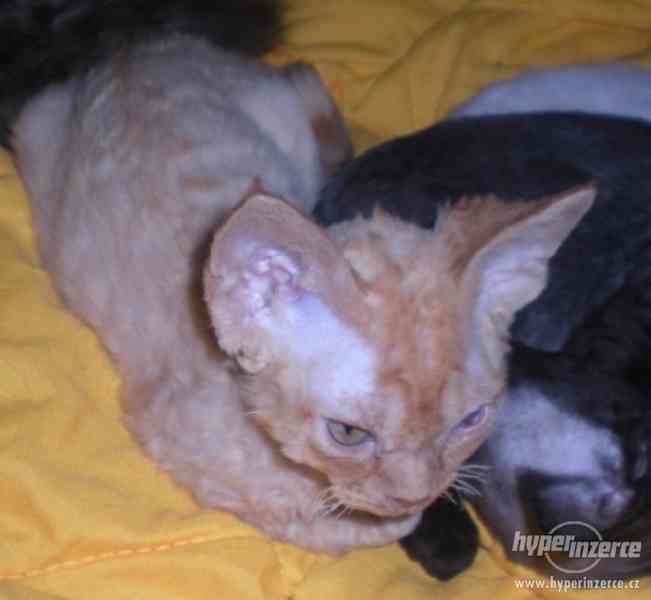 Kotě kocourek devon rex - foto 6