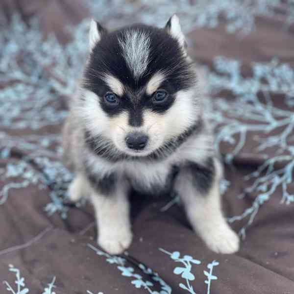  Pomsky - foto 2