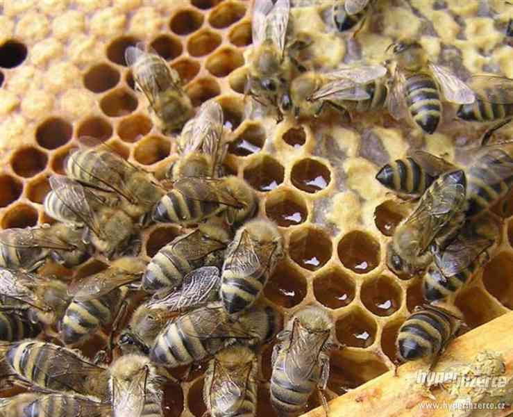 Včelí med, Mladoboleslavsko - foto 1
