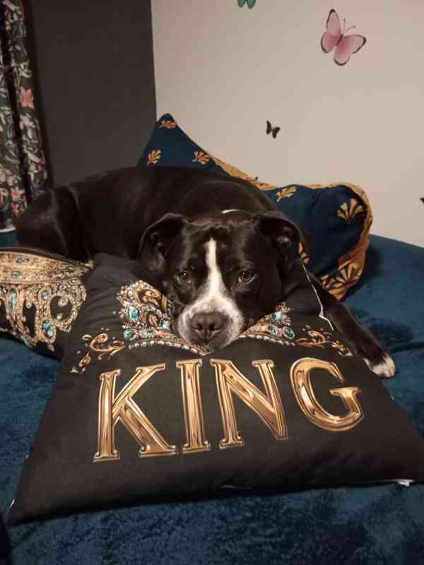 Scháním fenku ke krytí  - foto 2