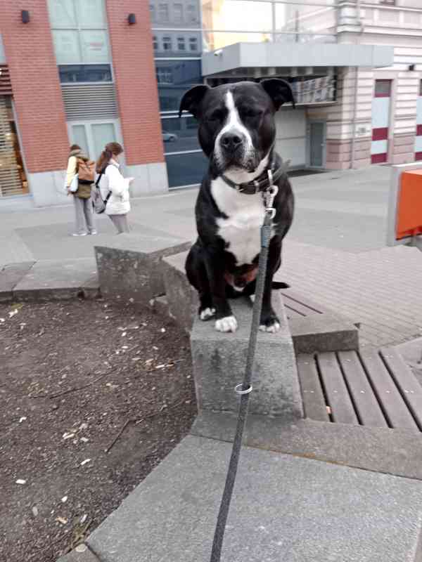 Scháním fenku ke krytí  - foto 1