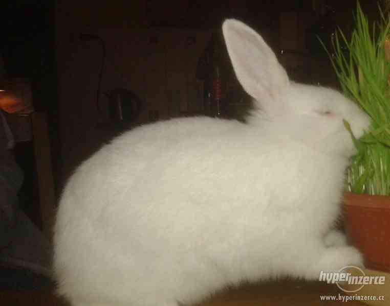 Nabízím k prodeji bílého zakrslého králíčka - foto 2