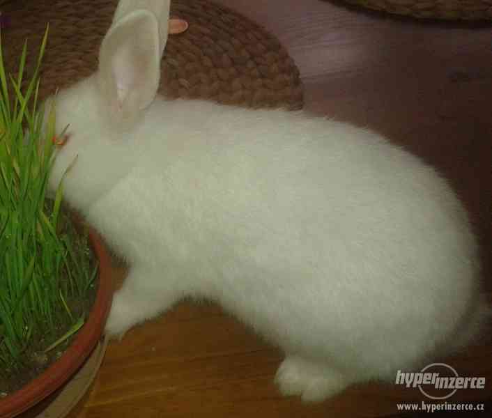 Nabízím k prodeji bílého zakrslého králíčka - foto 3