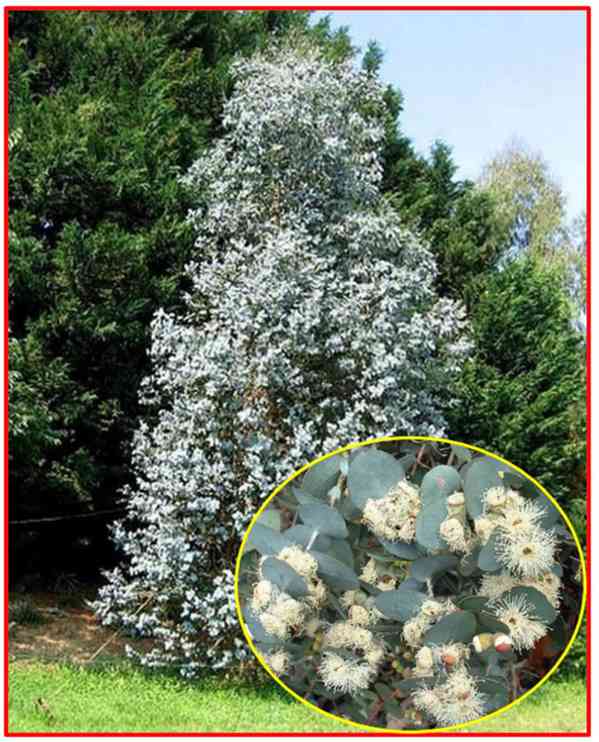 Eucalyptus cordata - Blahovičník - semena - foto 1