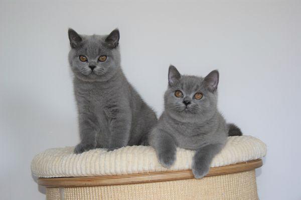 Britská krátkosrstá koťata - foto 1