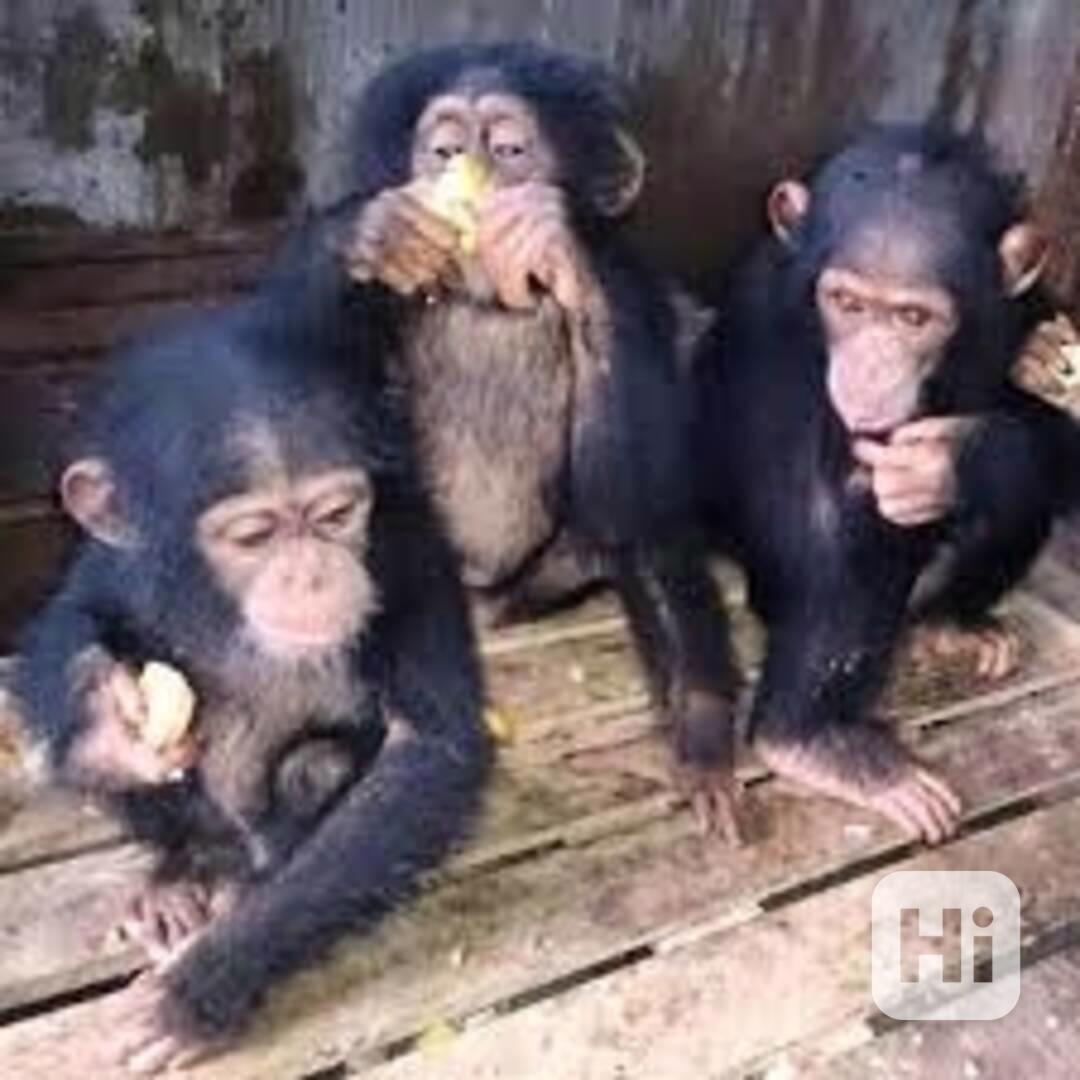 Roztomilá mláďata šimpanzů na prodej - foto 1