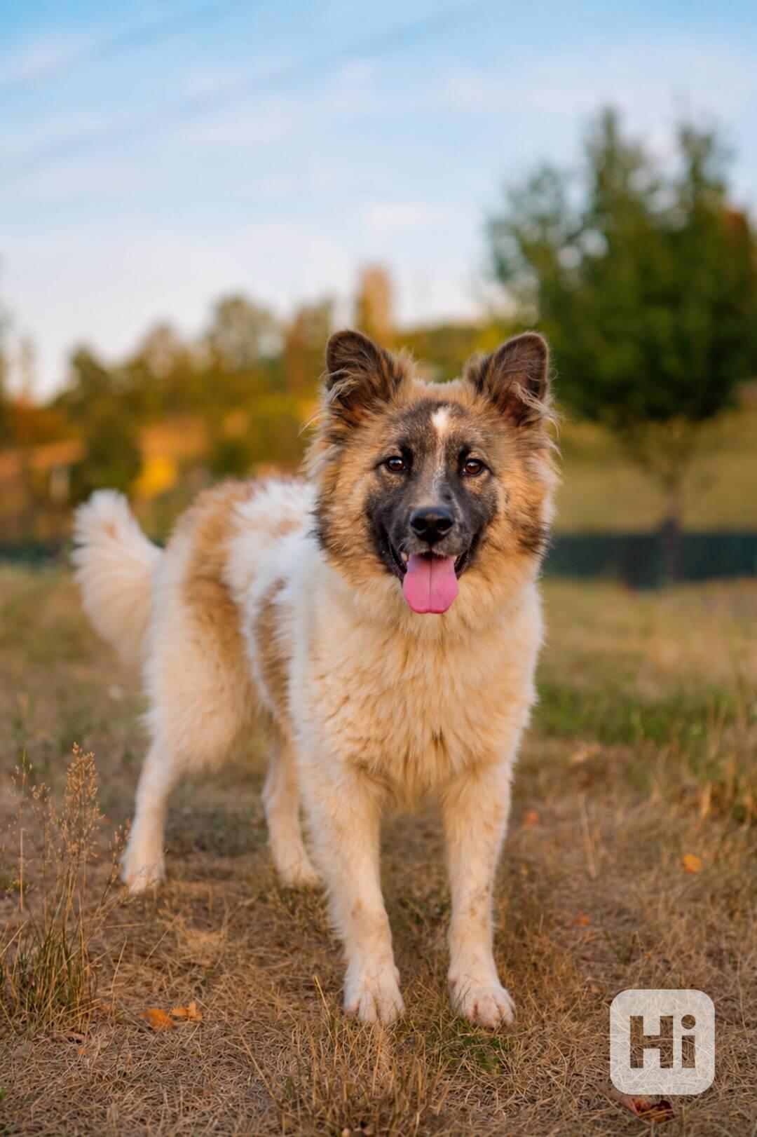 MAJK - do 15 kg, kastrovaný psík 1 rok  - foto 1