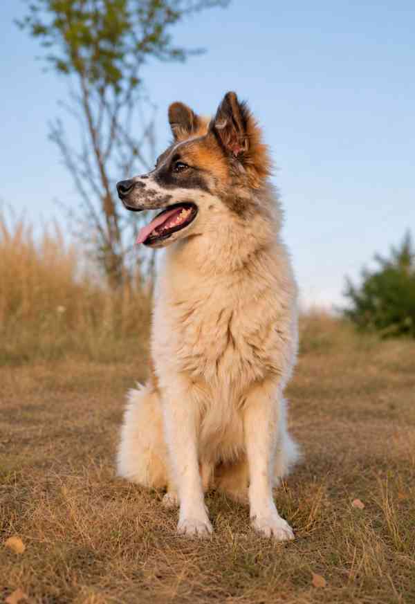 MAJK - do 15 kg, kastrovaný psík 1 rok  - foto 2
