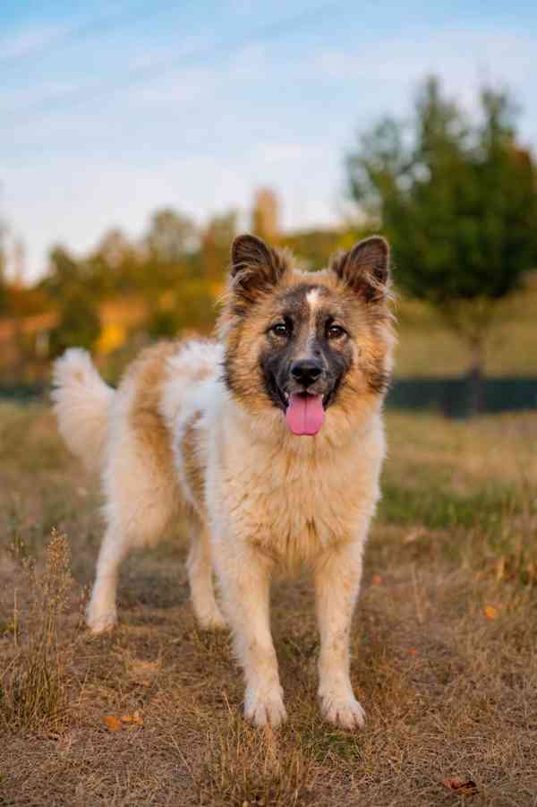 MAJK - do 15 kg, kastrovaný psík 1 rok  - foto 1