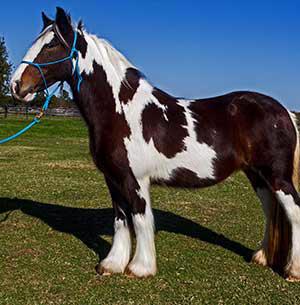 Prodám krásného cikánského vannerského koně. - foto 1