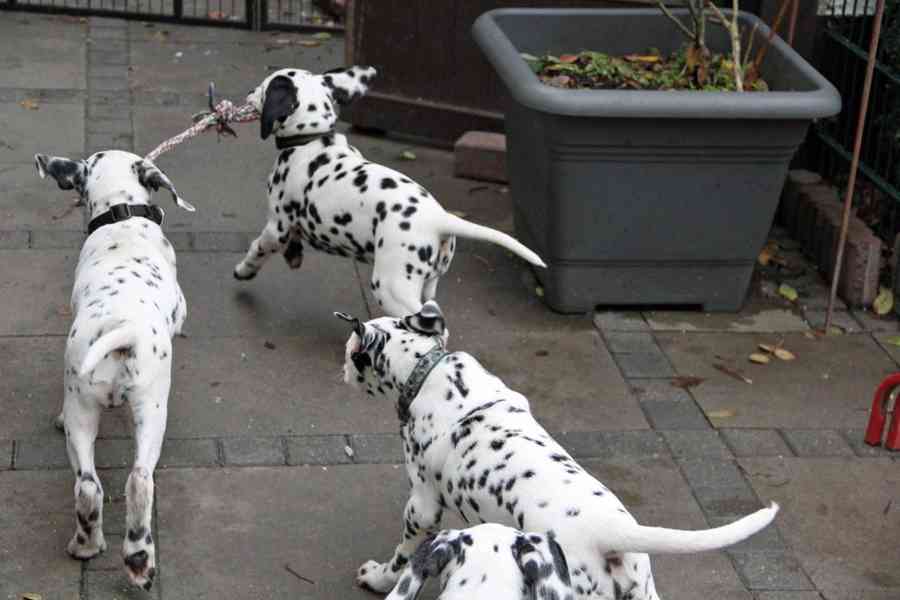 Krásní, vynikající štěňata dalmatinů, kluk a fenka