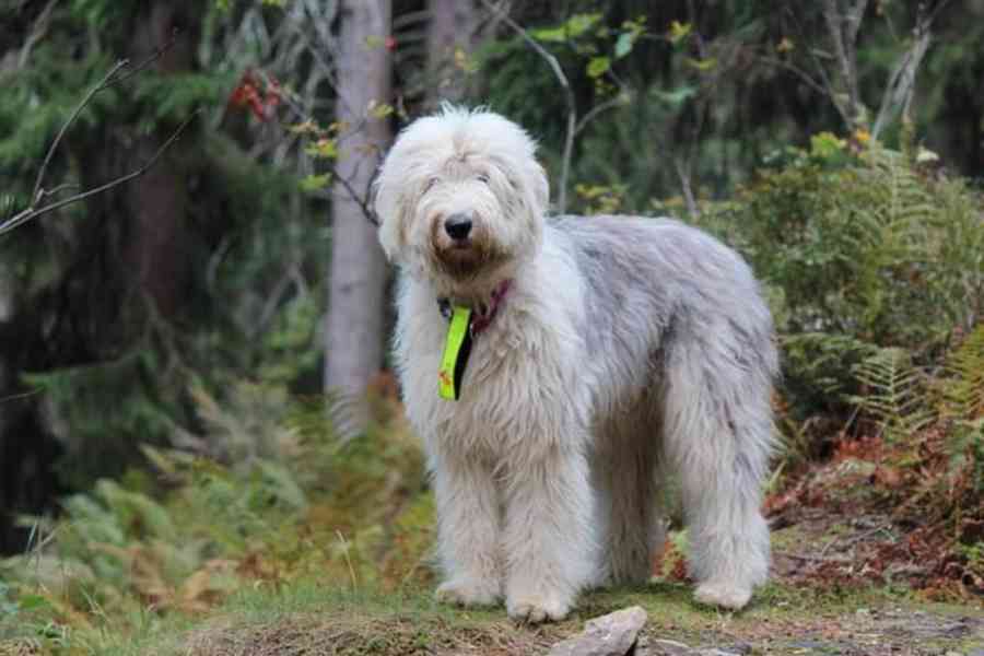 Bobtail štěňata  - foto 4