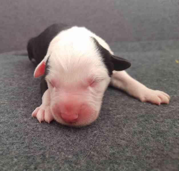Bobtail štěňata  - foto 3