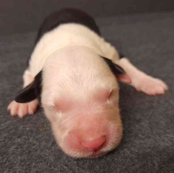Bobtail štěňata  - foto 2