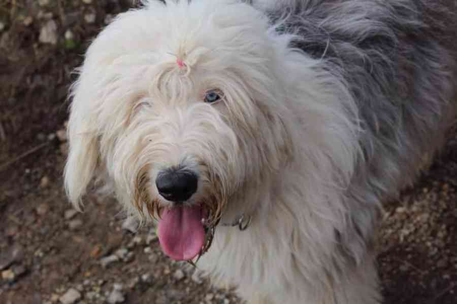 Bobtail štěňata  - foto 5