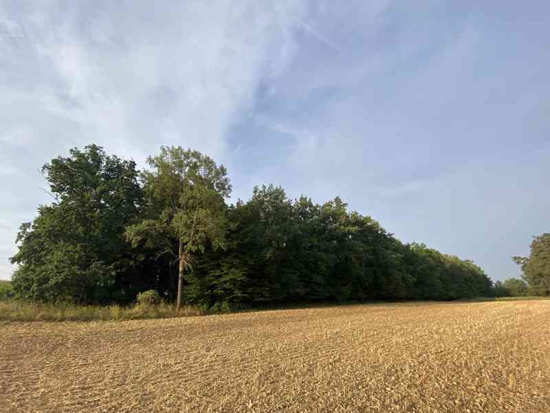 Poptáváme lesní pozemky - foto 1