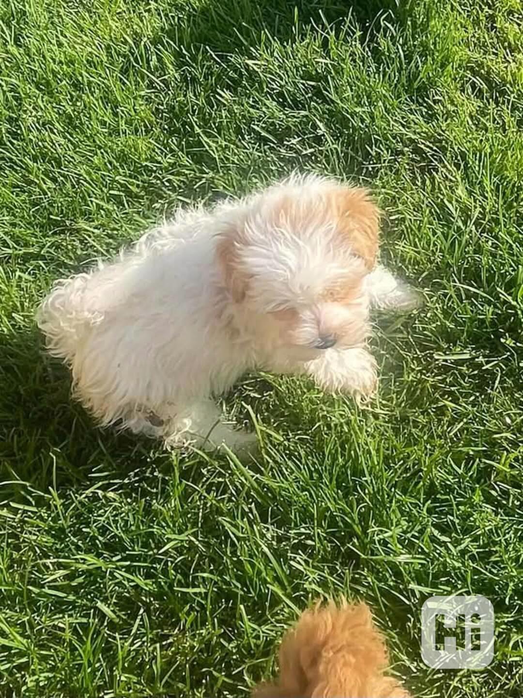 Milující štěňata pudla na prodej - foto 1