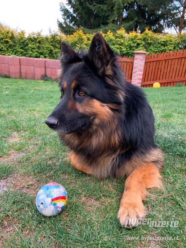 Chodský pes krytí - foto 1