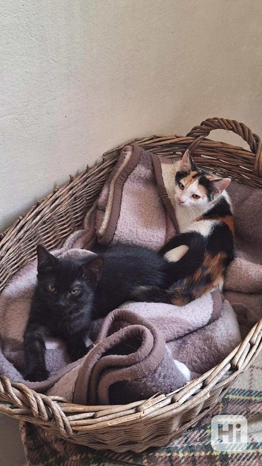 koťata 3 měsíce sourozenci - foto 1