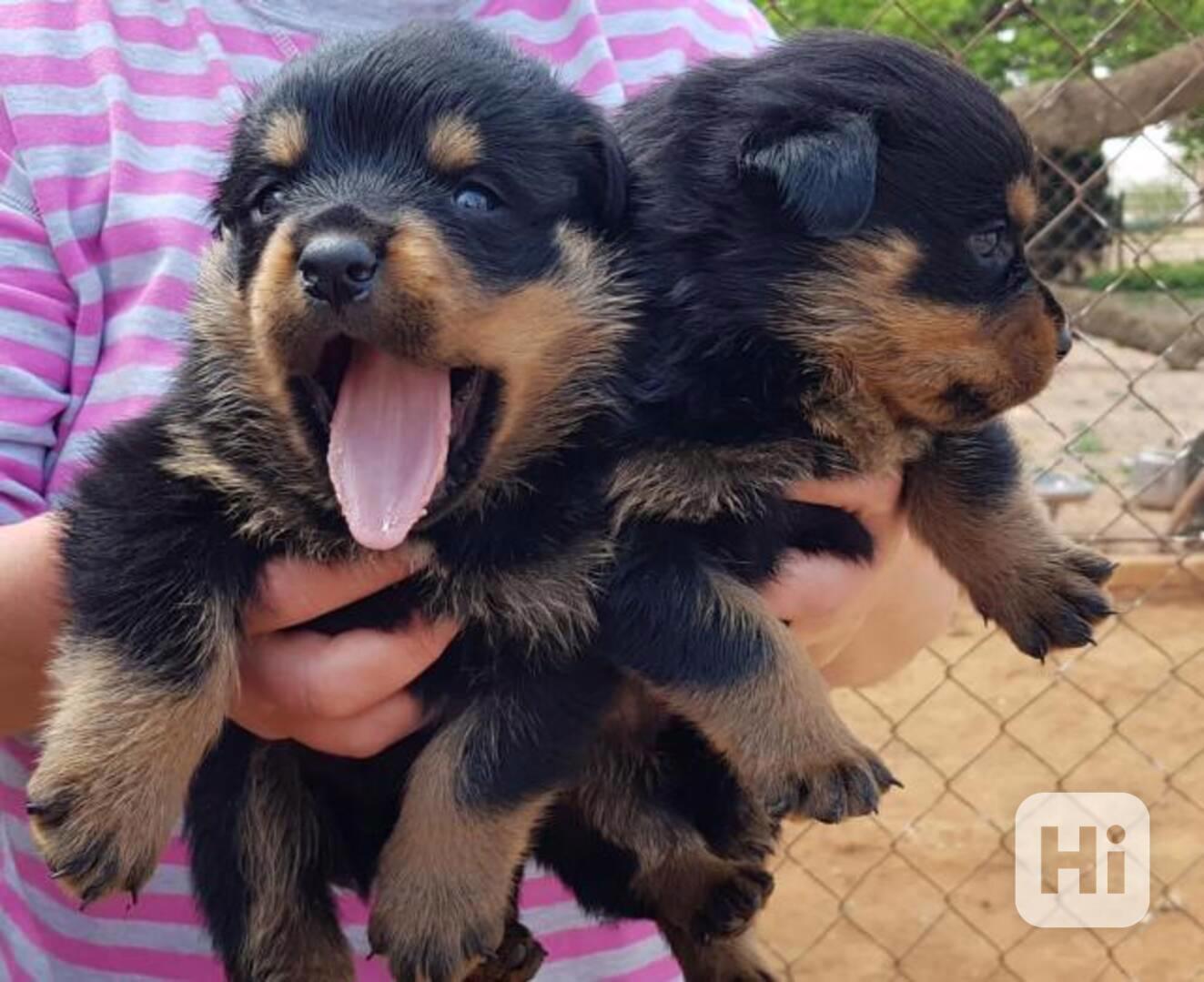 Rozkošná štěňata rotvajlera na prodej - foto 1