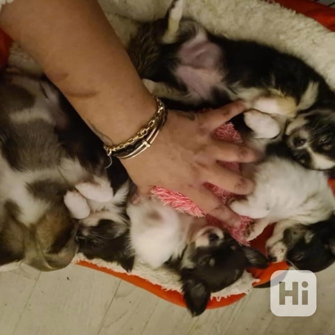  Okouzlující čivava holčička a kluk - foto 1
