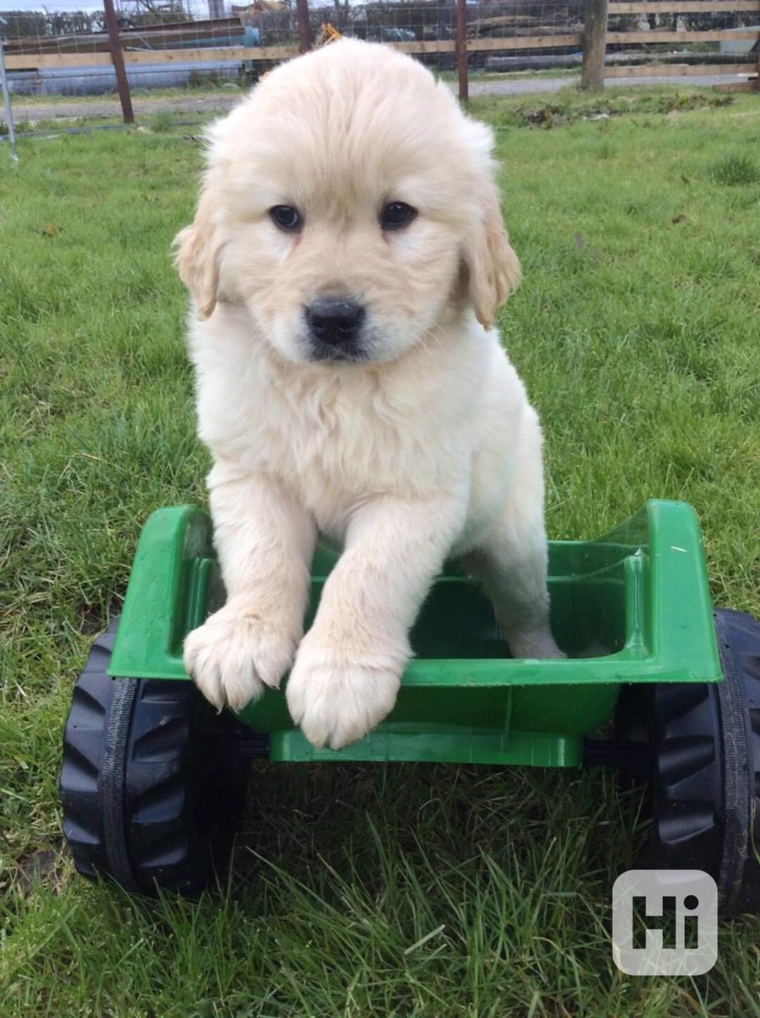 Roztomilá štěňátka zlatého retrívra potřebují nový domov - foto 1