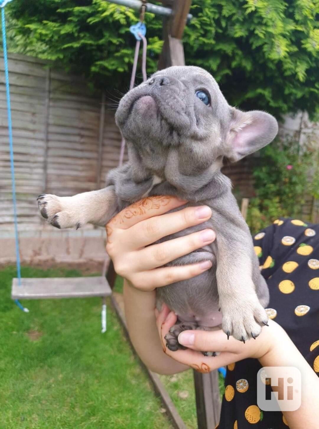 K dispozici dvě štěňata francouzského buldočka - foto 1