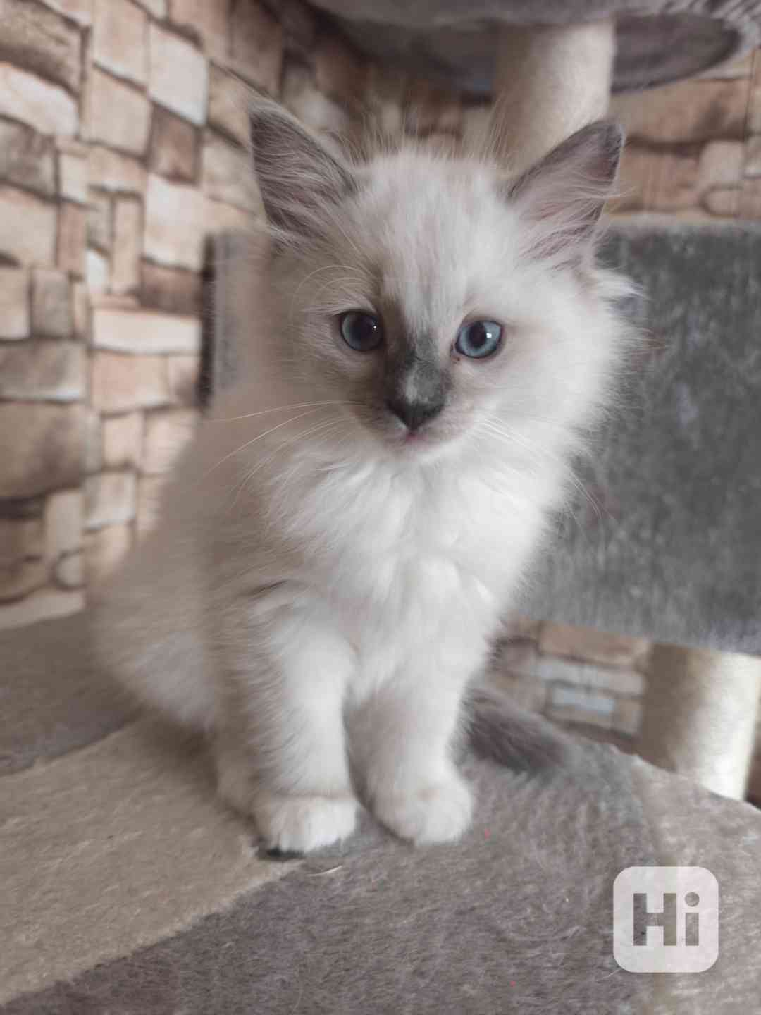 Ragdoll kočičky - foto 1
