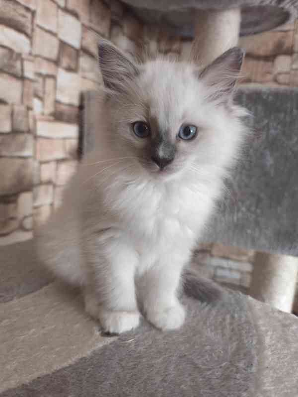 Ragdoll kočičky - foto 1
