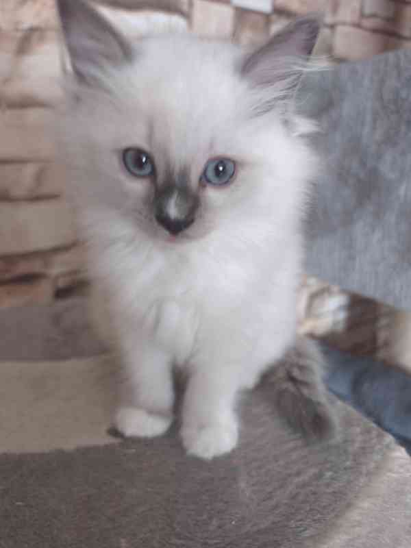 Ragdoll kočičky - foto 3