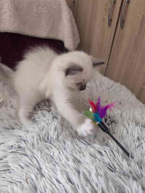 Ragdoll kočičky - foto 10