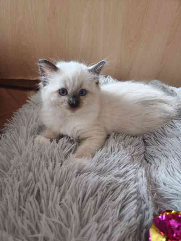 Ragdoll kočičky - foto 8