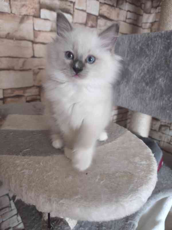 Ragdoll kočičky - foto 4