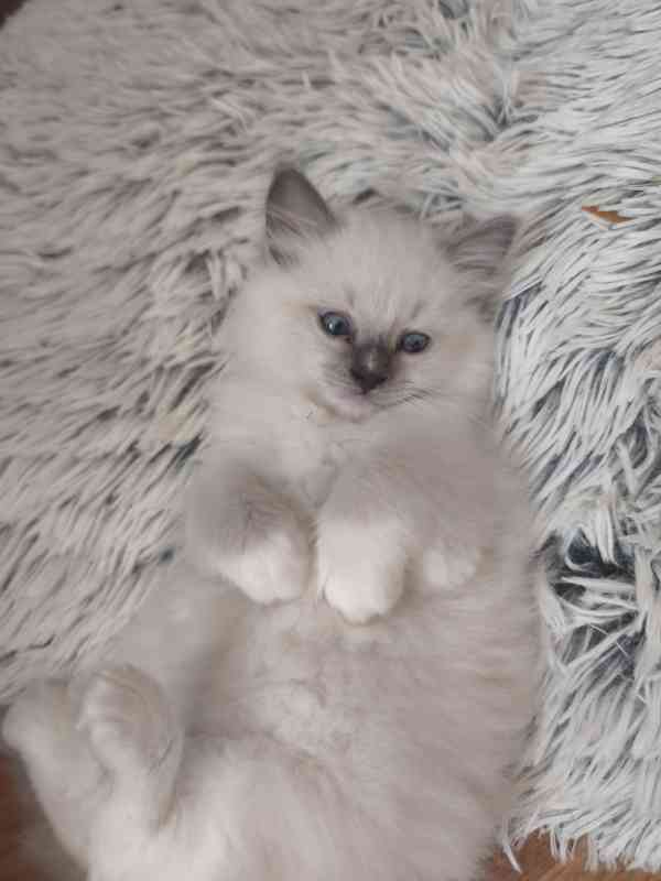 Ragdoll kočičky - foto 11