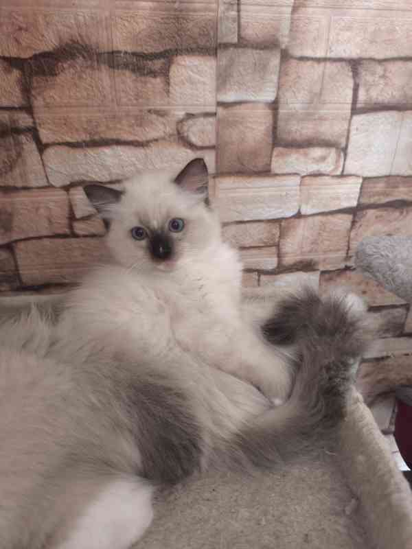 Ragdoll kočičky - foto 6
