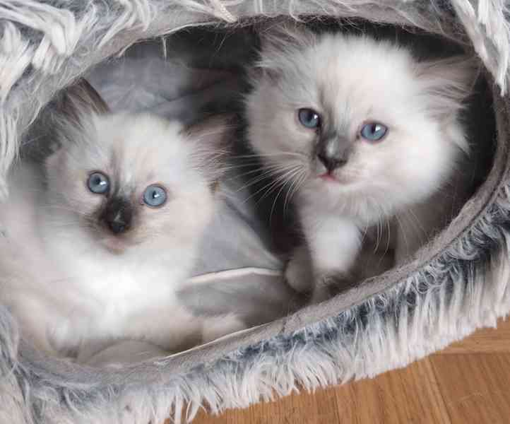Ragdoll kočičky - foto 13