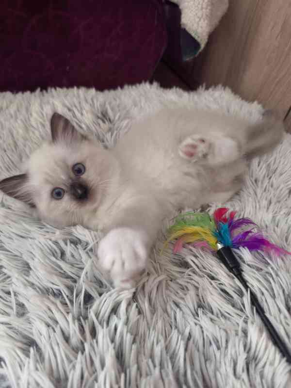Ragdoll kočičky - foto 9